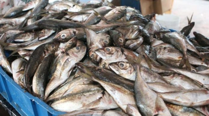 Inicia operativo para garantizar precios justos del pescado en Semana Santa