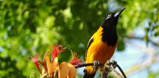 Venezuela se posiciona en el mundo como destino para el aviturismo