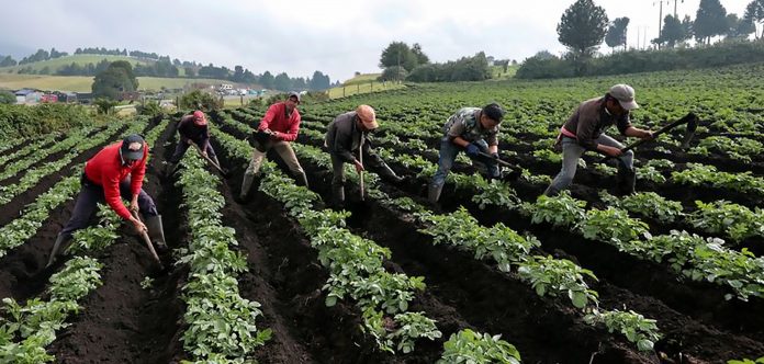 Venezuela e Irak avanzan en cooperación agrícola