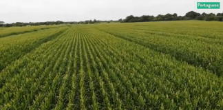 288 hectáreas de semillas de maíz