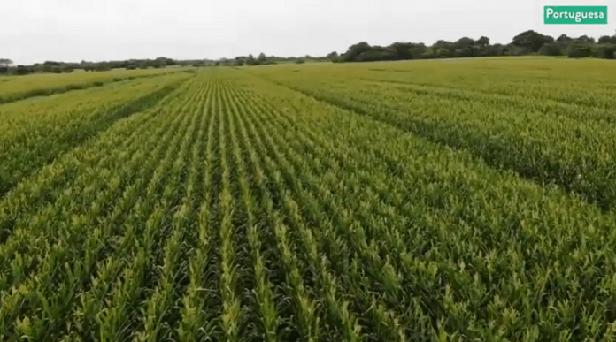 288 hectáreas de semillas de maíz