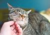 Lo que debes saber acerca de la demencia en gatos la demencia en gatos