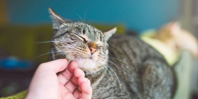 la demencia en gatos