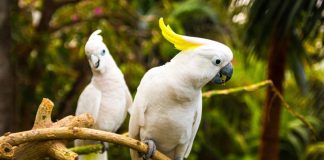Los loros