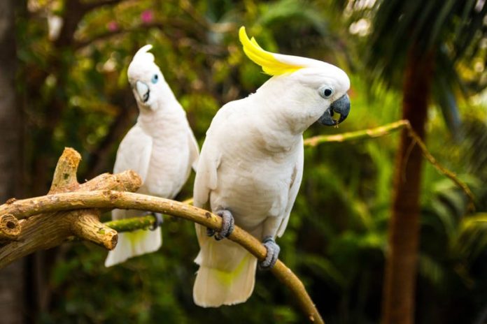 a Los loros