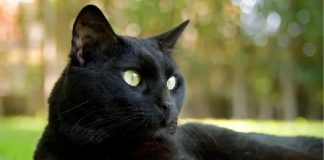 Los gatos y la energía