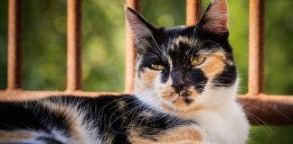La energía de los gatos
