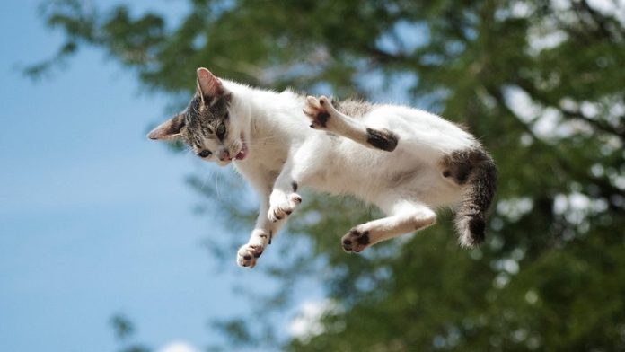 gato