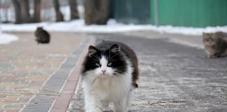 ¿Sabes cómo funciona la brújula biológica de los gatos? Los gatos pueden orientarse