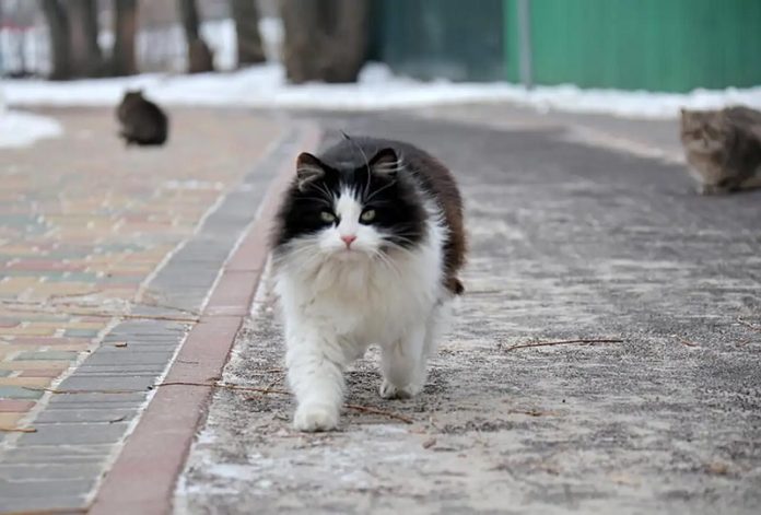 a1 Los gatos pueden orientarse