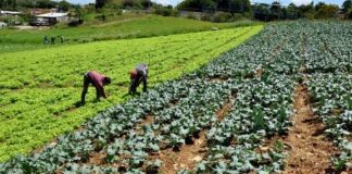 desarrollo agrícola