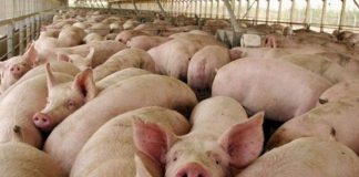 Producción de ganado porcino
