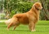 Los 10 perros más inteligentes