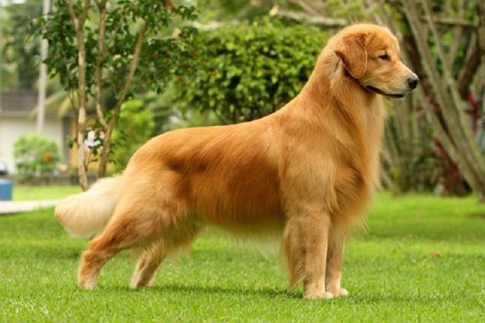 a Los 10 perros más inteligentes