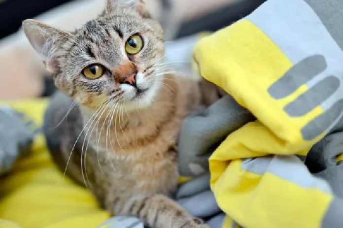 a1 el gato