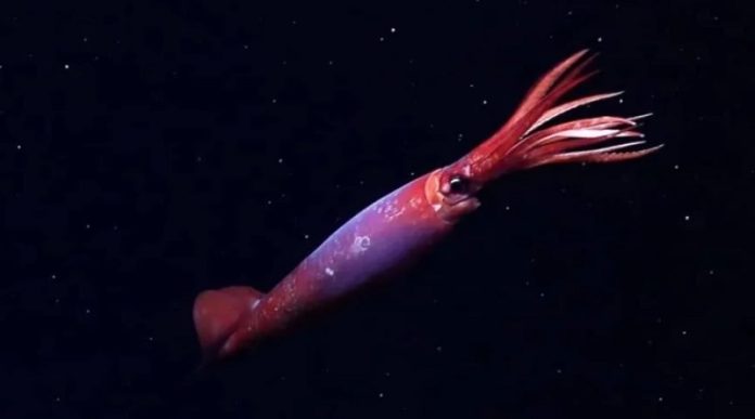 Un calamar gonado antártico