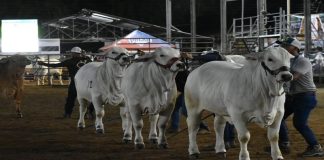 Feria Ganadera del Cebú