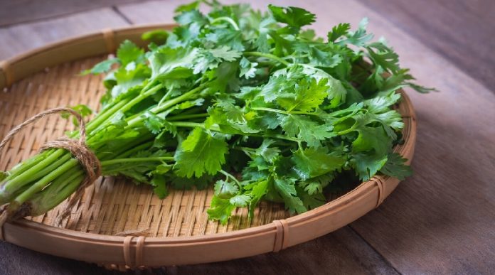 El cilantro