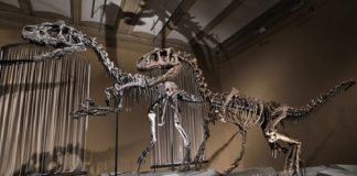 Centro de Interpretación de Dinosaurios