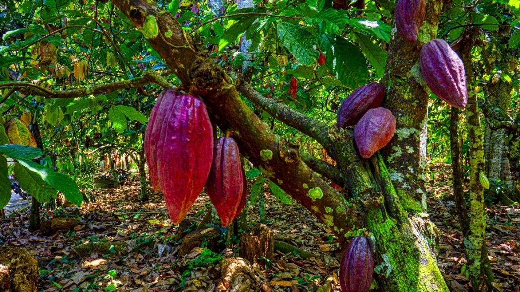 el cacao