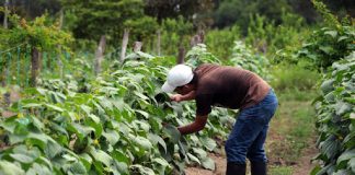 motor agroalimentario