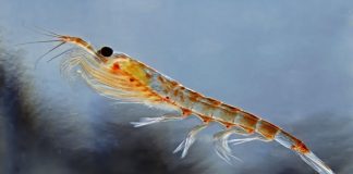 Este animal del océano es héroe contra la crisis climática