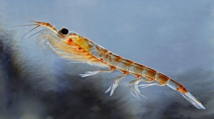 Este animal del océano es héroe contra la crisis climática Este animal del océano es héroe contra la crisis climática