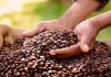 Café 100% Hecho en Comunas: Una bebida exquisita que fomenta una nueva economía Café 100% comunal