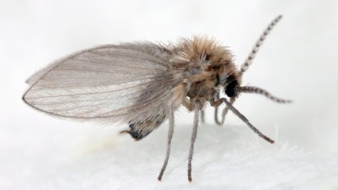 Niña
