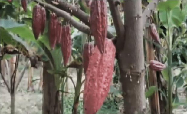 Carabobo: Promueven producción y exportación del cacao en Bejuma