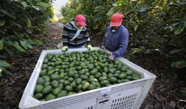 Productores de aguacates