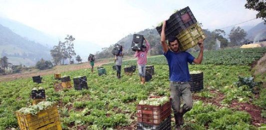 Rubros agrícolas