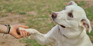 El Día Mundial del Perro