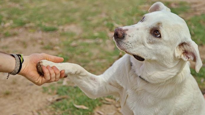 El Día Mundial del Perro