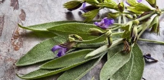 Salvia