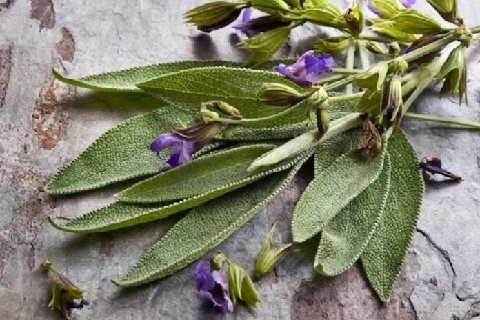 a Salvia