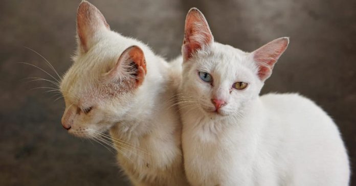 a celo en las gatas