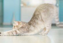 celo en las gatas