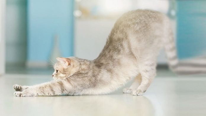 celo en las gatas