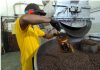 Desde Anzoátegui exportarán café
