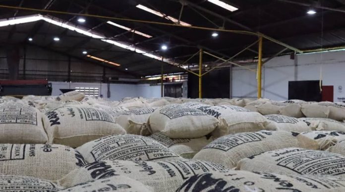 Venezuela exporta más de 95 toneladas de café verde hacia EE. UU.