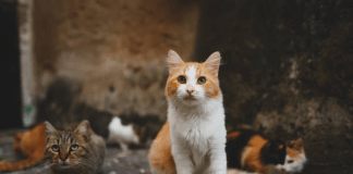 Los gatos callejeros
