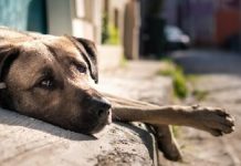 Los perros sin hogar