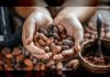 Venezuela planea exportar 150 toneladas de cacao a Rusia a finales de agosto