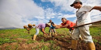Carabobo retoma el conuco como modelo de desarrollo agrícola