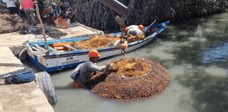 Venezuela consolida nueva economía azul regional con cultivo de macroalgas