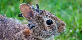 Conejos afectados por virus - virus del papiloma Shope