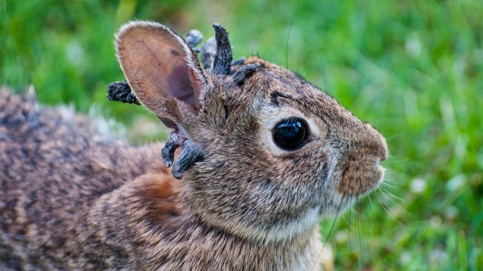 Conejos afectados por virus - virus del papiloma Shope