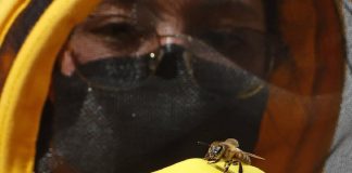 Científicos desarrollan un superalimento para proteger a las abejas de la crisis climática portada