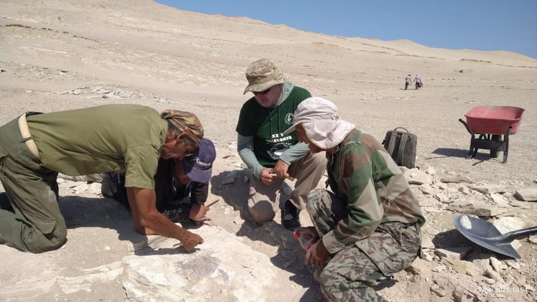 Descubren fócil en un desierto de Perú